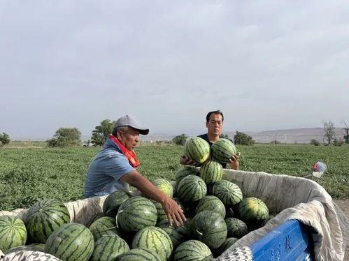 徐水区吃瓜事件,一场网络热议背后的真相与反思
