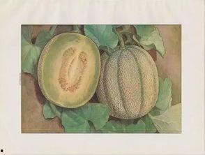 日本密瓜怎么吃,日本密瓜的多样食法探索