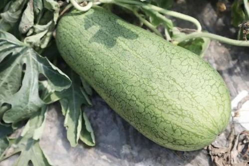 山海情小黄吃瓜,小黄吃瓜引发的乡村变革风云