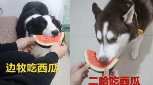 吃瓜铲屎官,宠物界的趣味观察日记